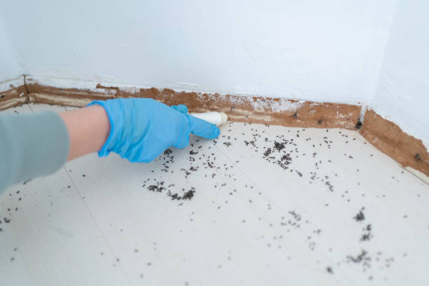 Best Pest Inspection Near Me  in Suffield Depot, CT